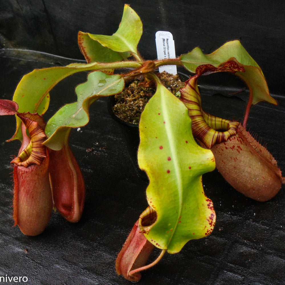 
                      
                        Nepenthes veitchii (Murud Striped x Candy), specimen 6
                      
                    