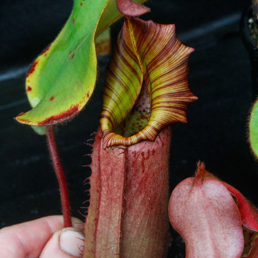 
                      
                        Nepenthes veitchii (Murud Striped x Candy), specimen 6
                      
                    