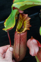 Nepenthes veitchii (Murud Striped x Candy), specimen 6