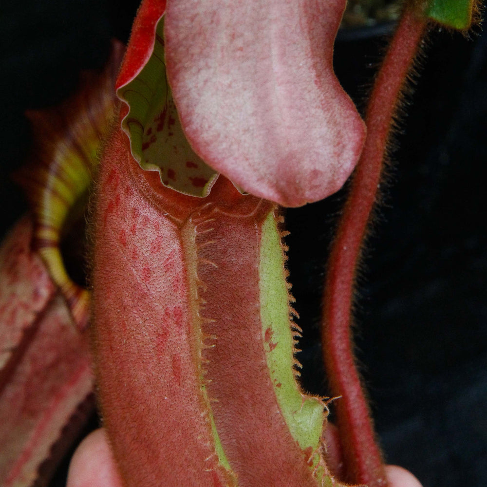 
                      
                        Nepenthes veitchii (Murud Striped x Candy), specimen 6
                      
                    