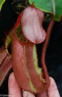 Nepenthes veitchii (Murud Striped x Candy), specimen 6