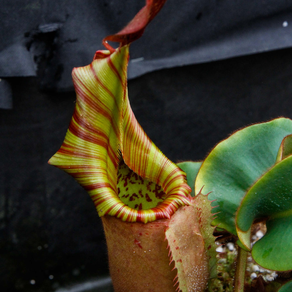 
                      
                        Nepenthes veitchii (Murud Striped x Candy), Specimen H
                      
                    