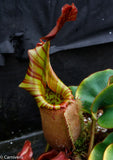 Nepenthes veitchii (Murud Striped x Candy), Specimen H
