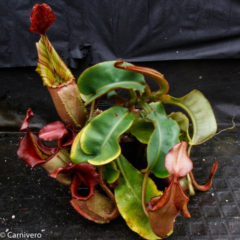 Nepenthes veitchii specimen H with yellow and red striped pitcher and green leaves.
