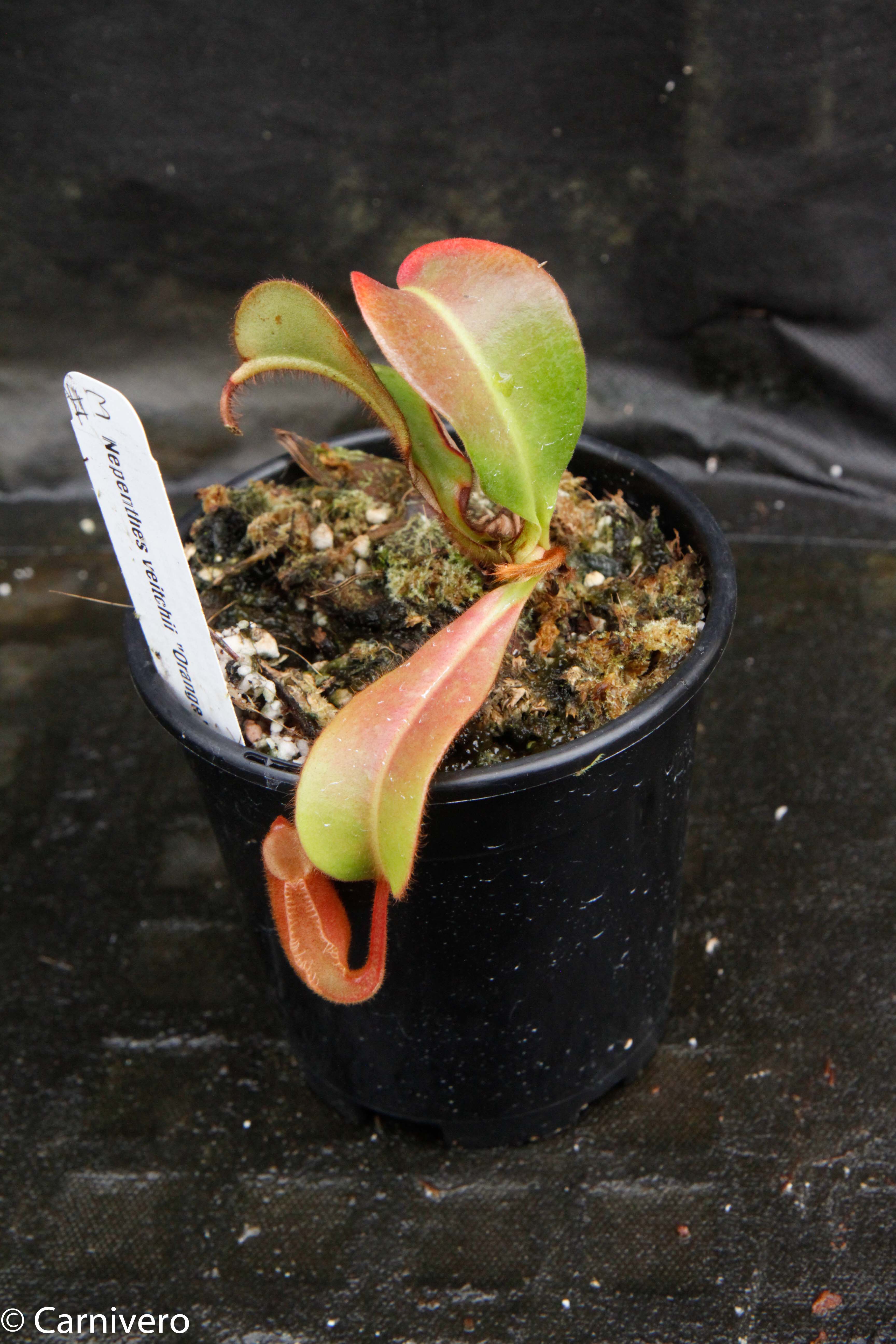Nepenthes veitchii 
