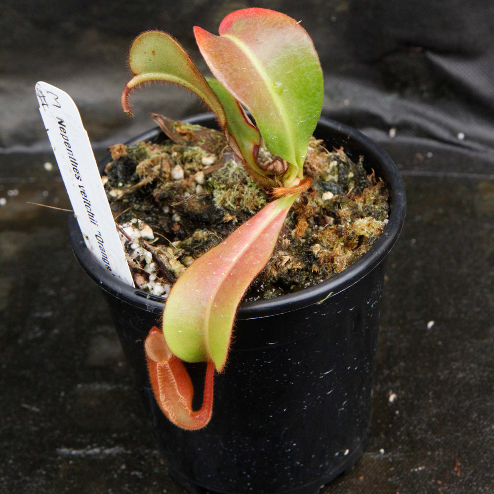 
                      
                        Nepenthes veitchii "Orange"
                      
                    