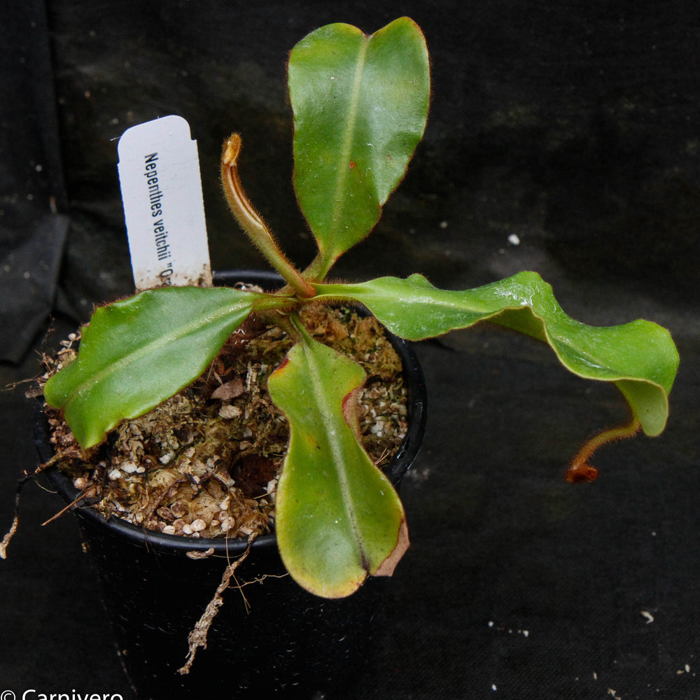 
                      
                        Nepenthes veitchii "Orange"
                      
                    