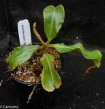 Nepenthes veitchii "Orange"