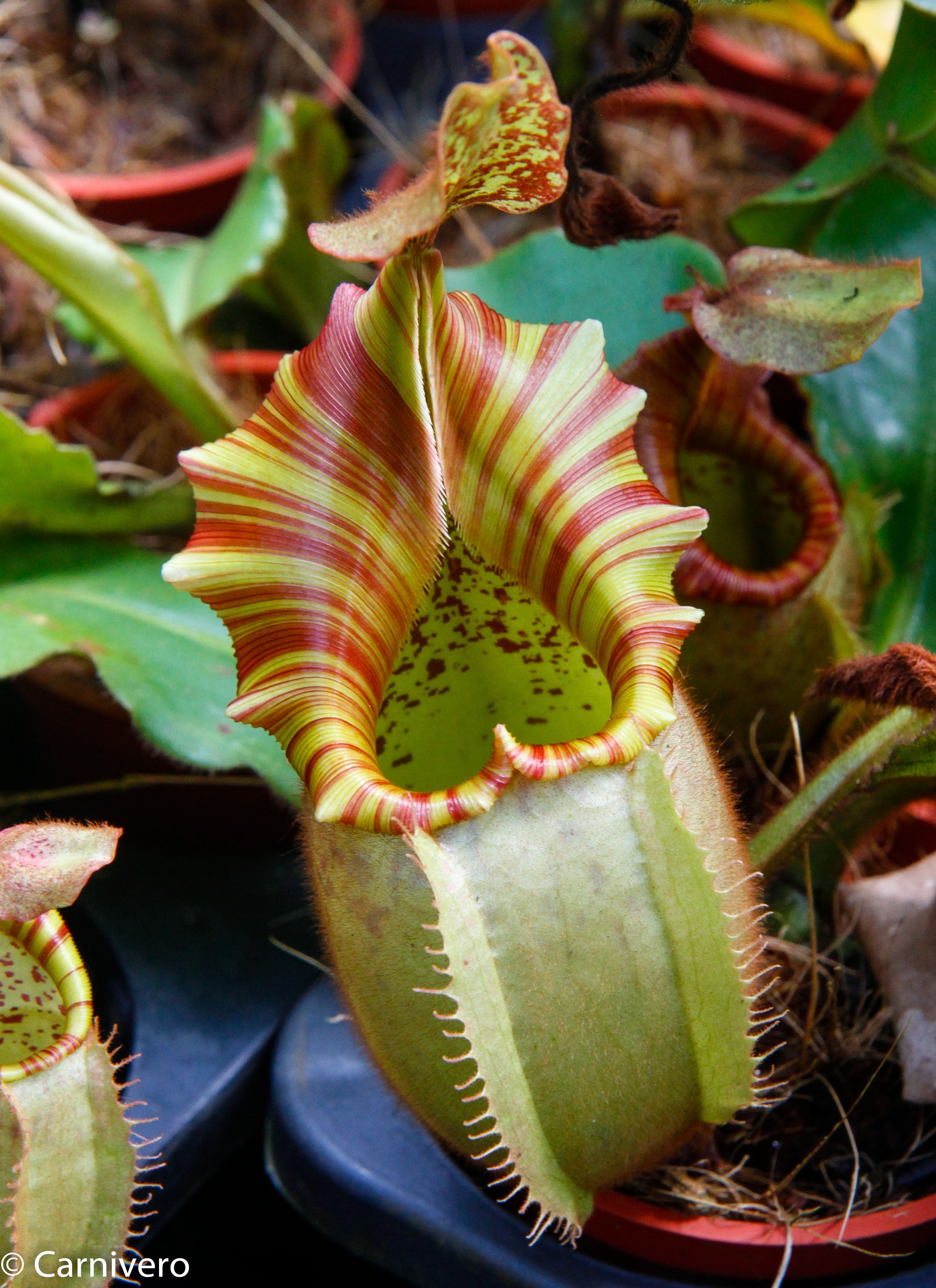 Nepenthes veitchii 