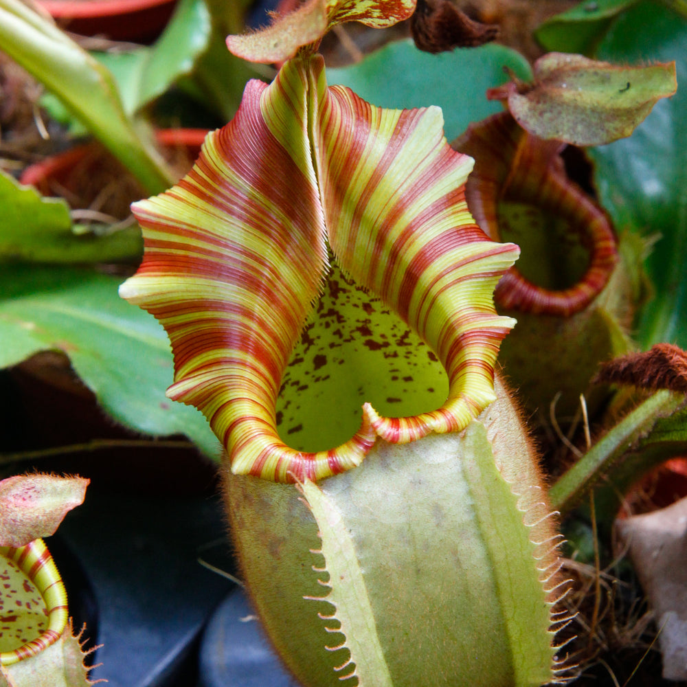 
                      
                        Nepenthes veitchii "Orange"
                      
                    