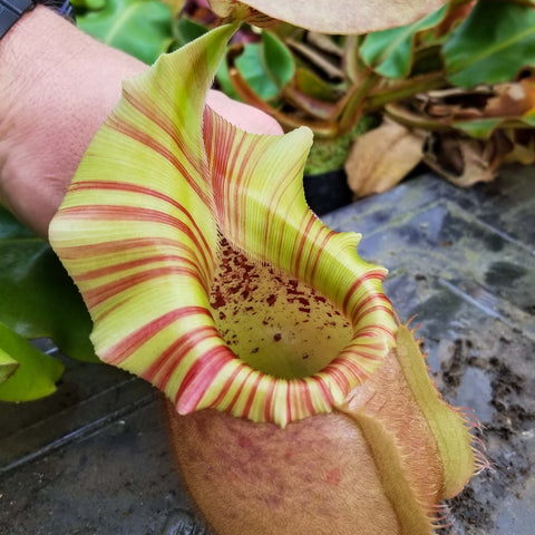 Nepenthes veitchii Orange pitcher plant with lime green and red striped pitcher