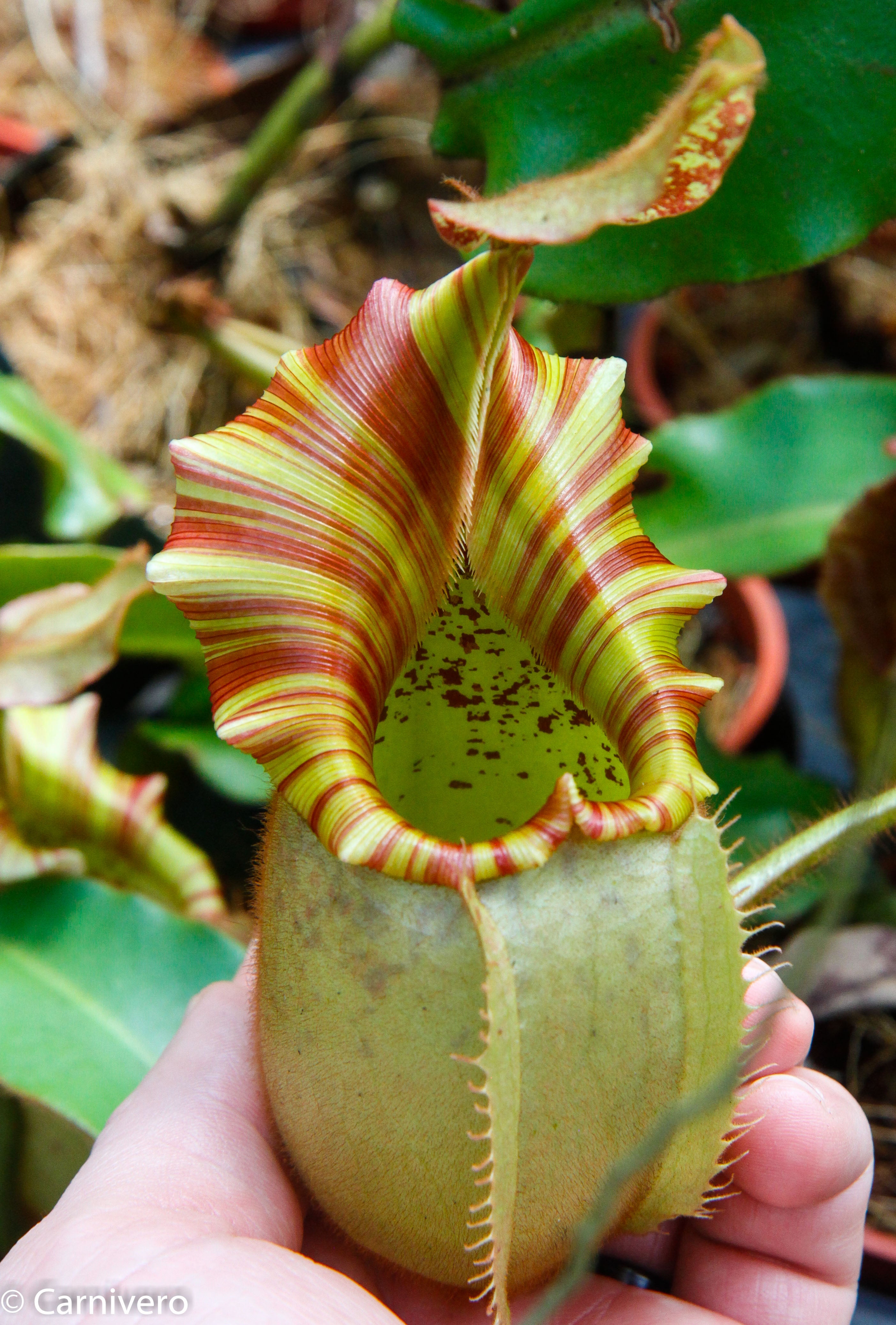 Nepenthes veitchii 