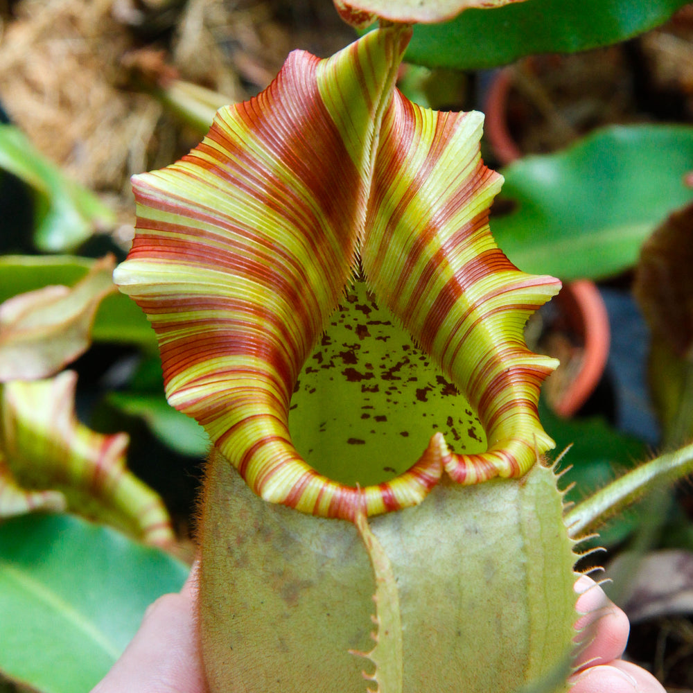 
                      
                        Nepenthes veitchii "Orange"
                      
                    