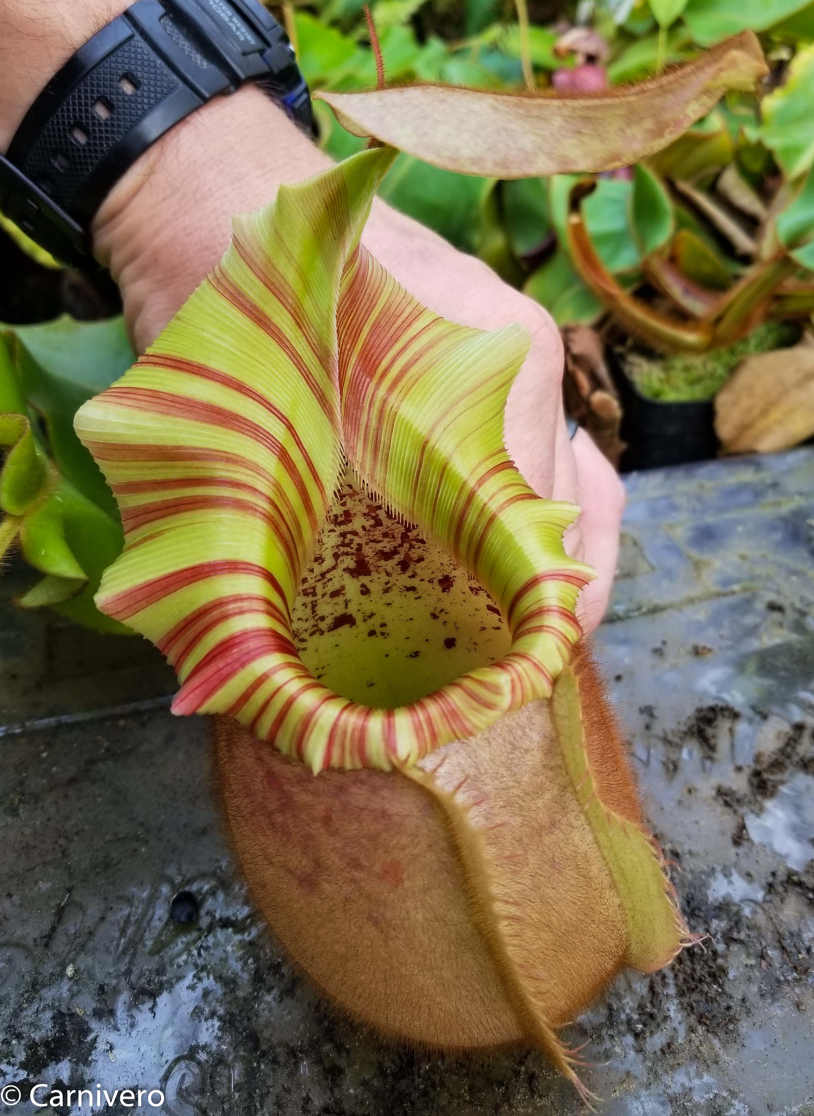 Nepenthes veitchii 