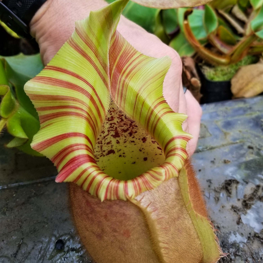 Nepenthes veitchii "Orange"