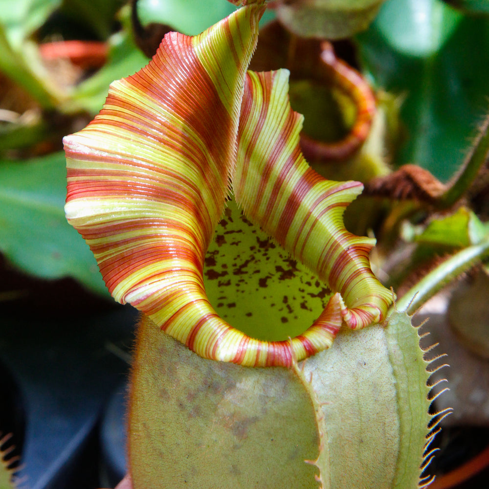 
                      
                        Nepenthes veitchii "Orange"
                      
                    