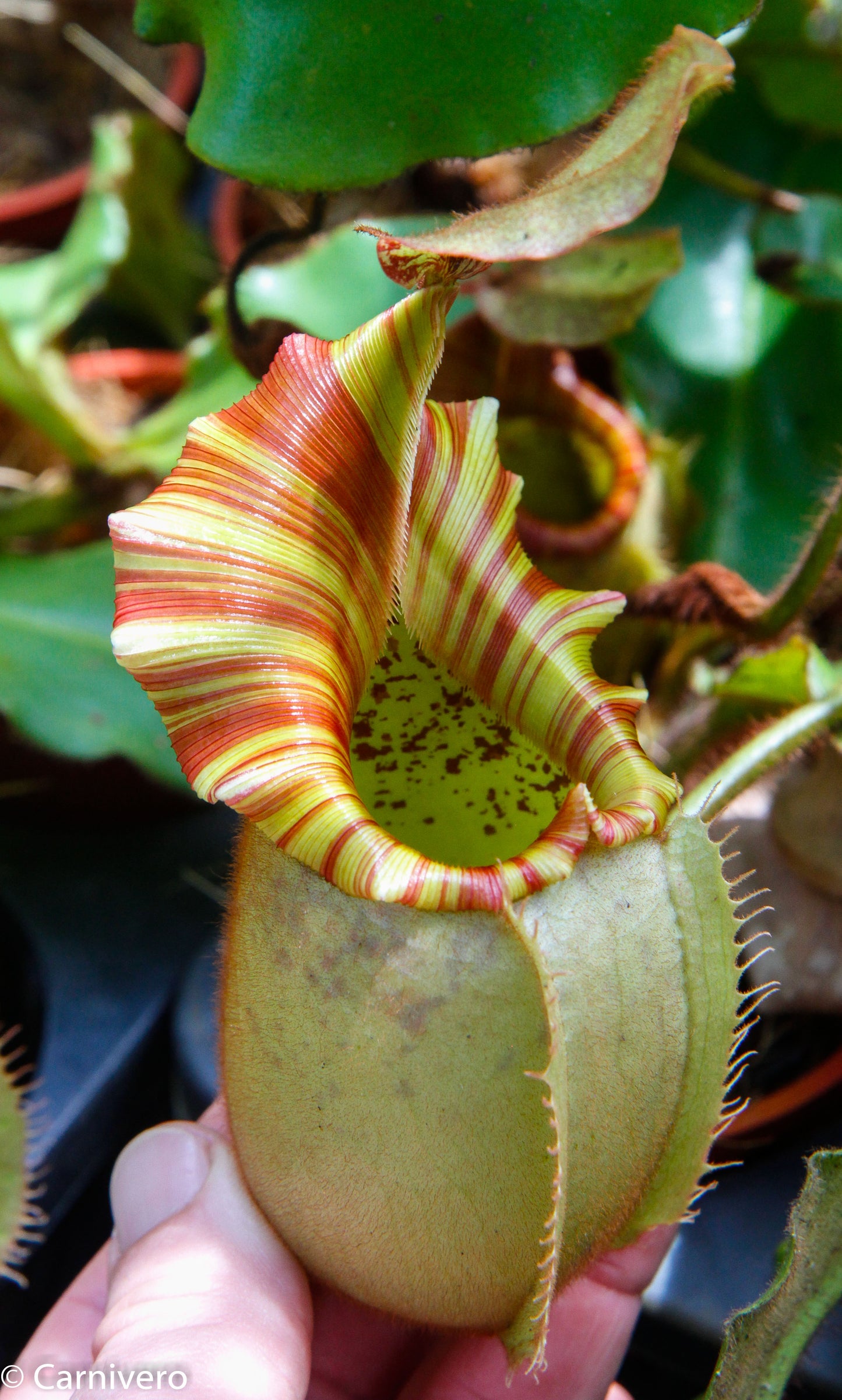 Nepenthes veitchii 