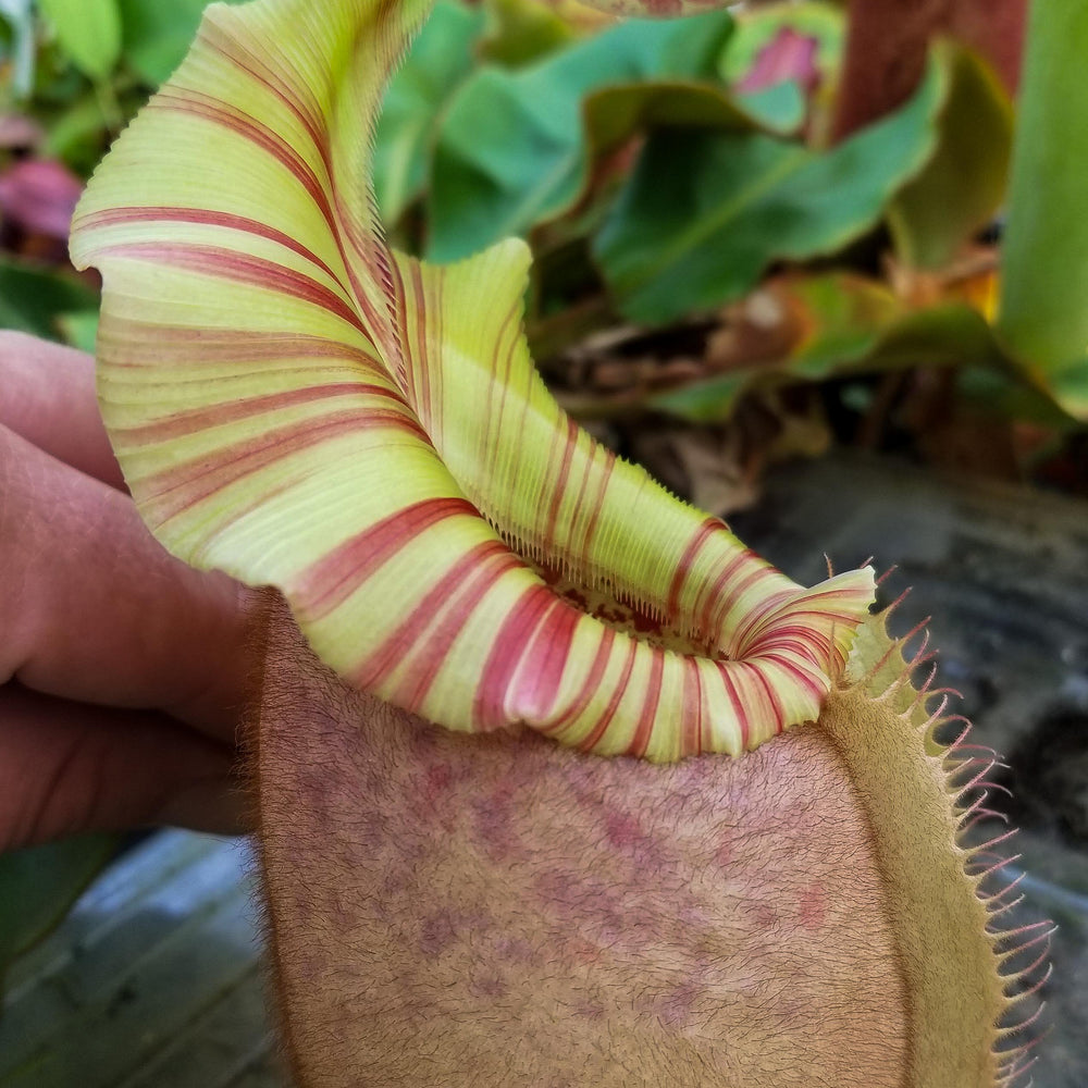 
                      
                        Nepenthes veitchii "Orange"
                      
                    