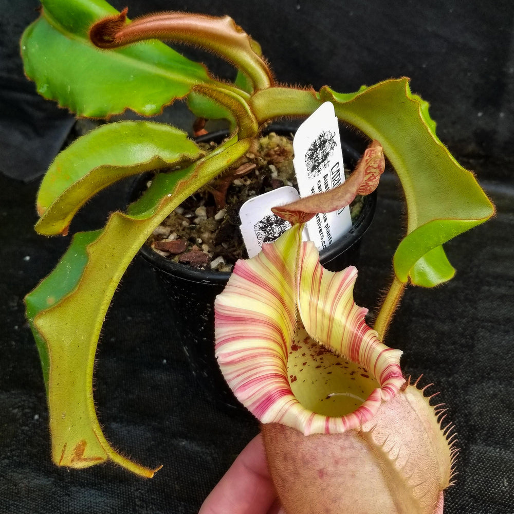 
                      
                        Nepenthes veitchii "Orange"
                      
                    