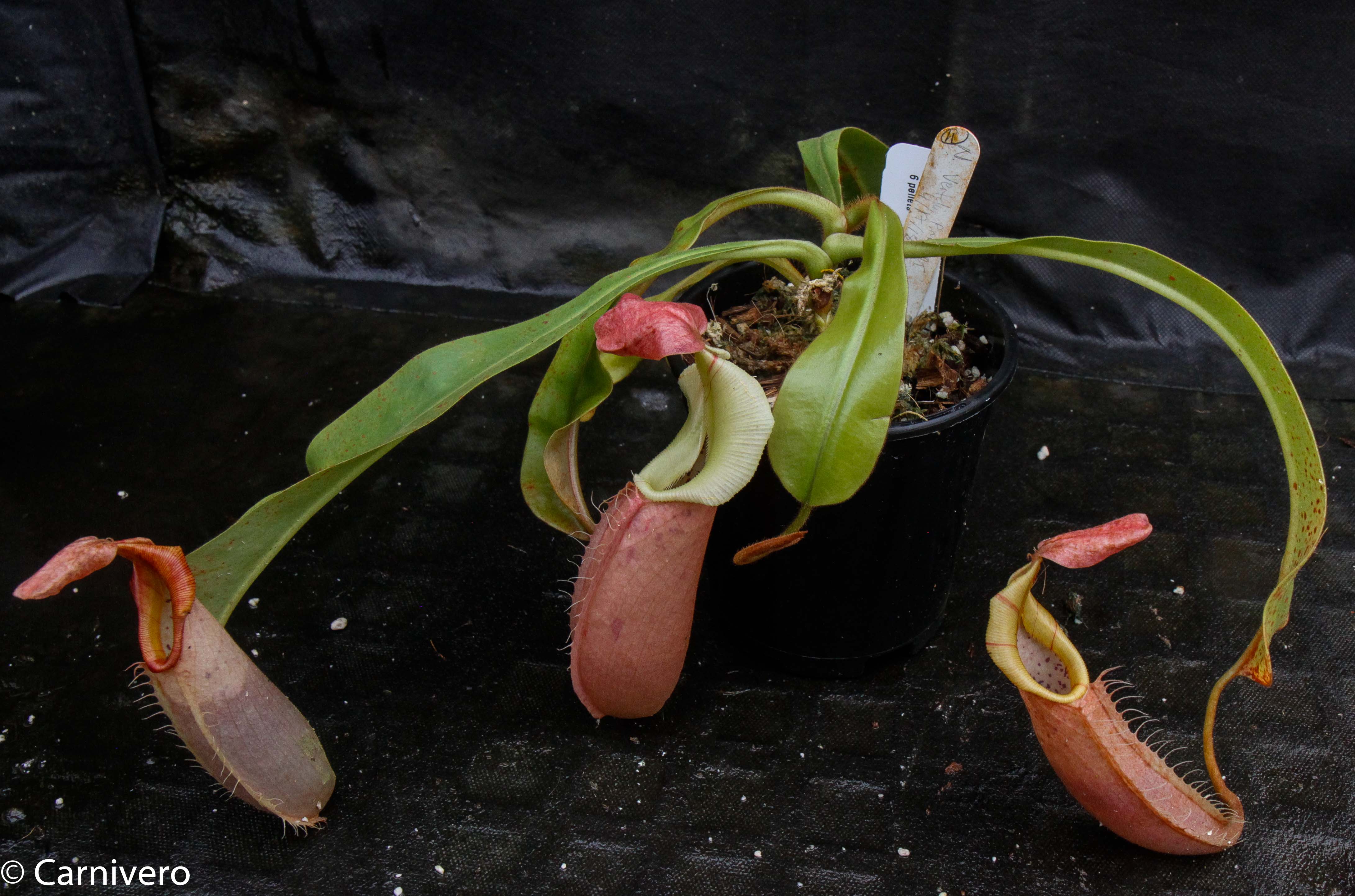 Nepenthes veitchii 