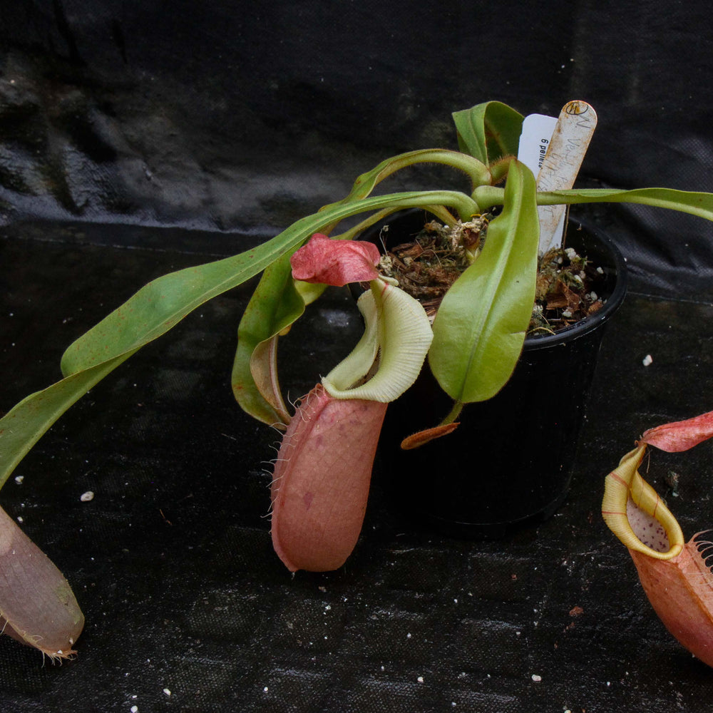 
                      
                        Nepenthes veitchii "Pink"
                      
                    