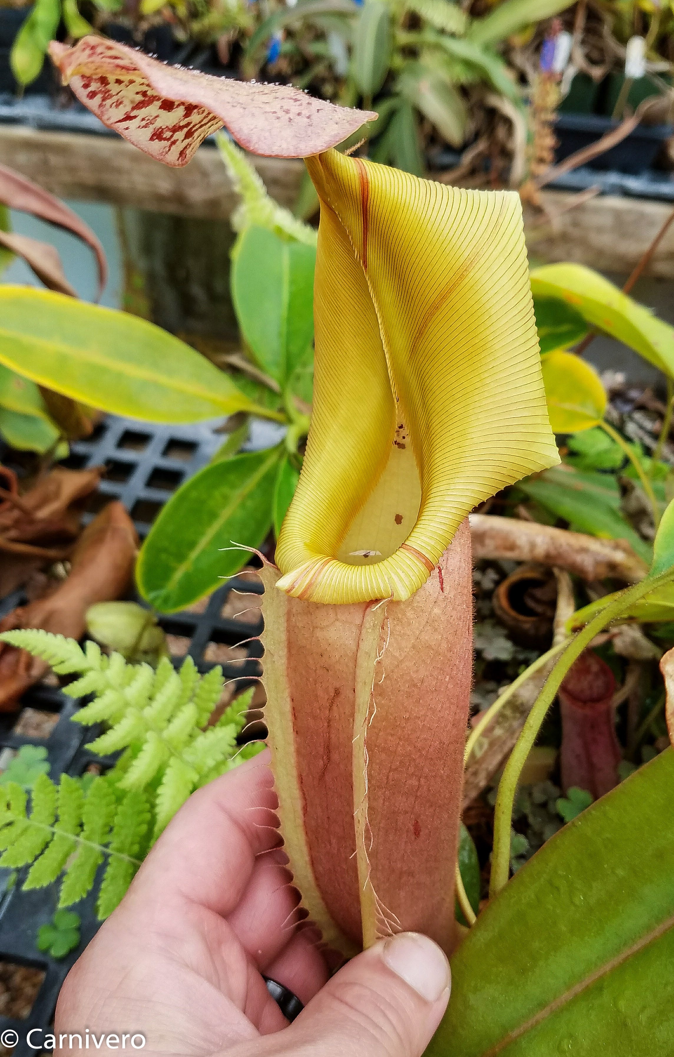 Nepenthes veitchii 