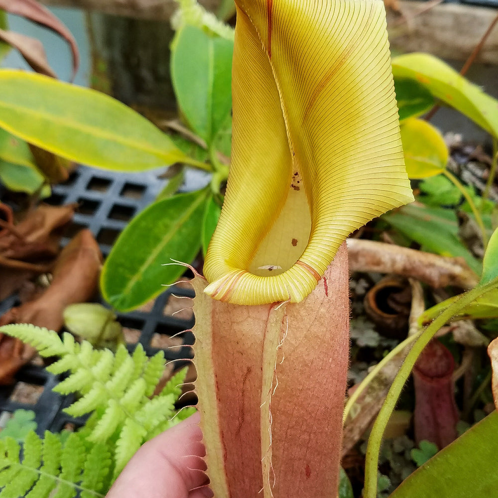 
                      
                        Nepenthes veitchii "Pink"
                      
                    
