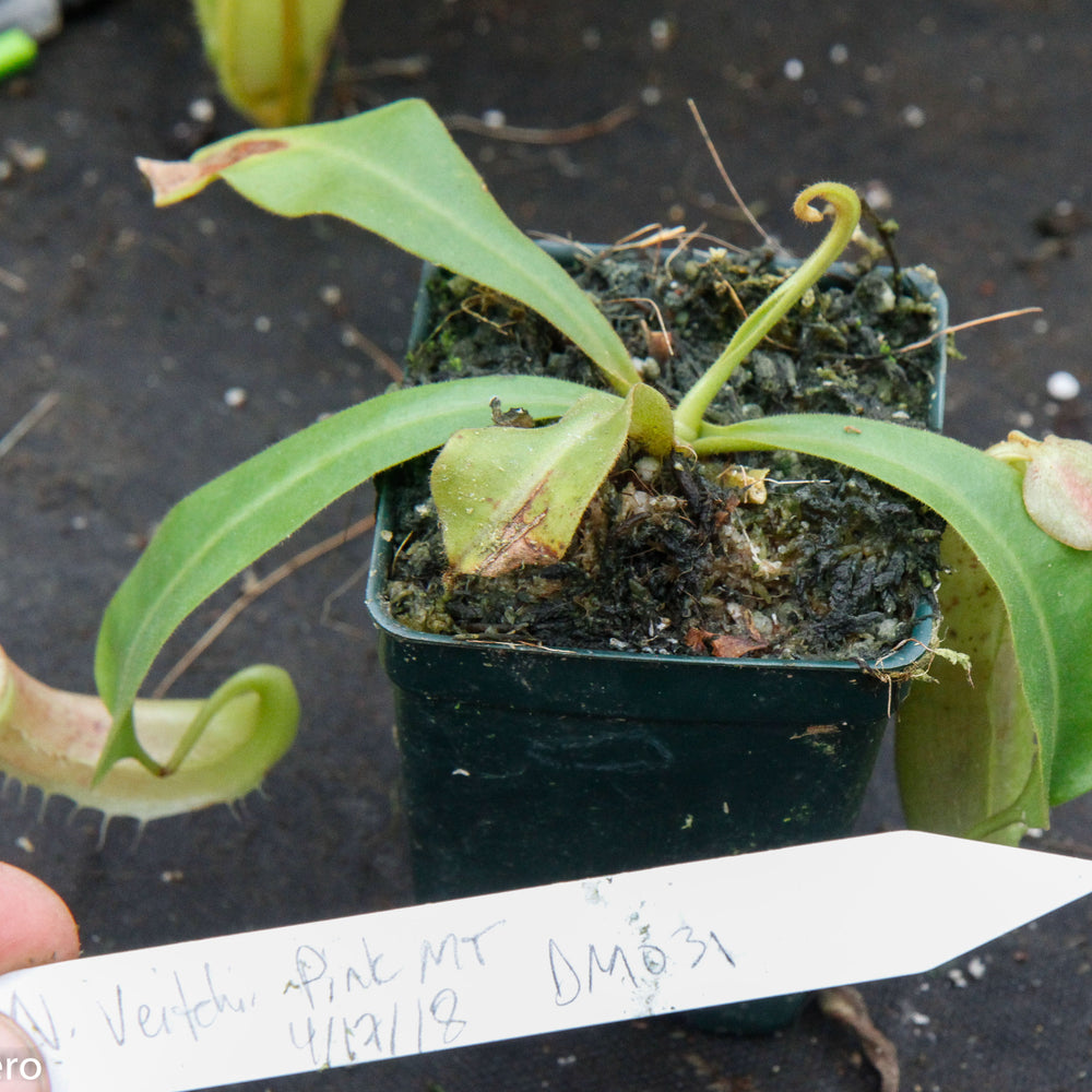 
                      
                        Nepenthes veitchii "Pink"
                      
                    