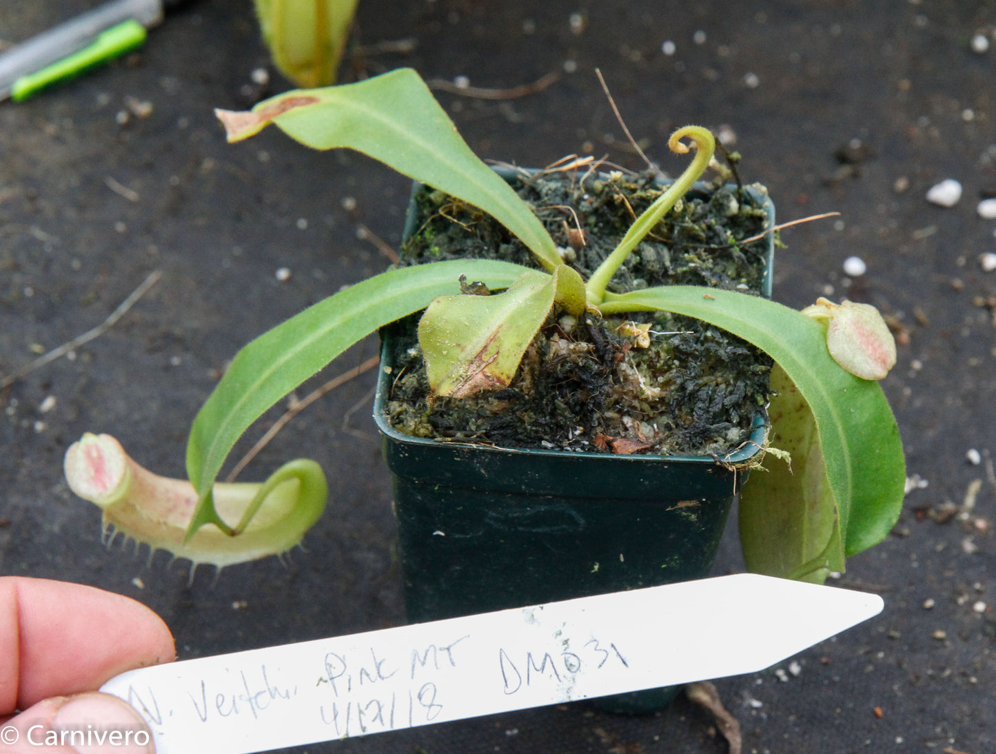 Nepenthes veitchii 