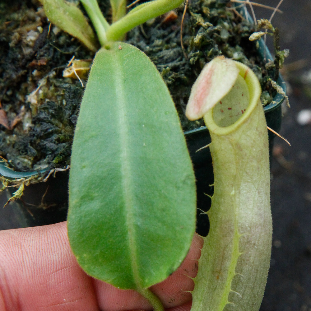 
                      
                        Nepenthes veitchii "Pink"
                      
                    