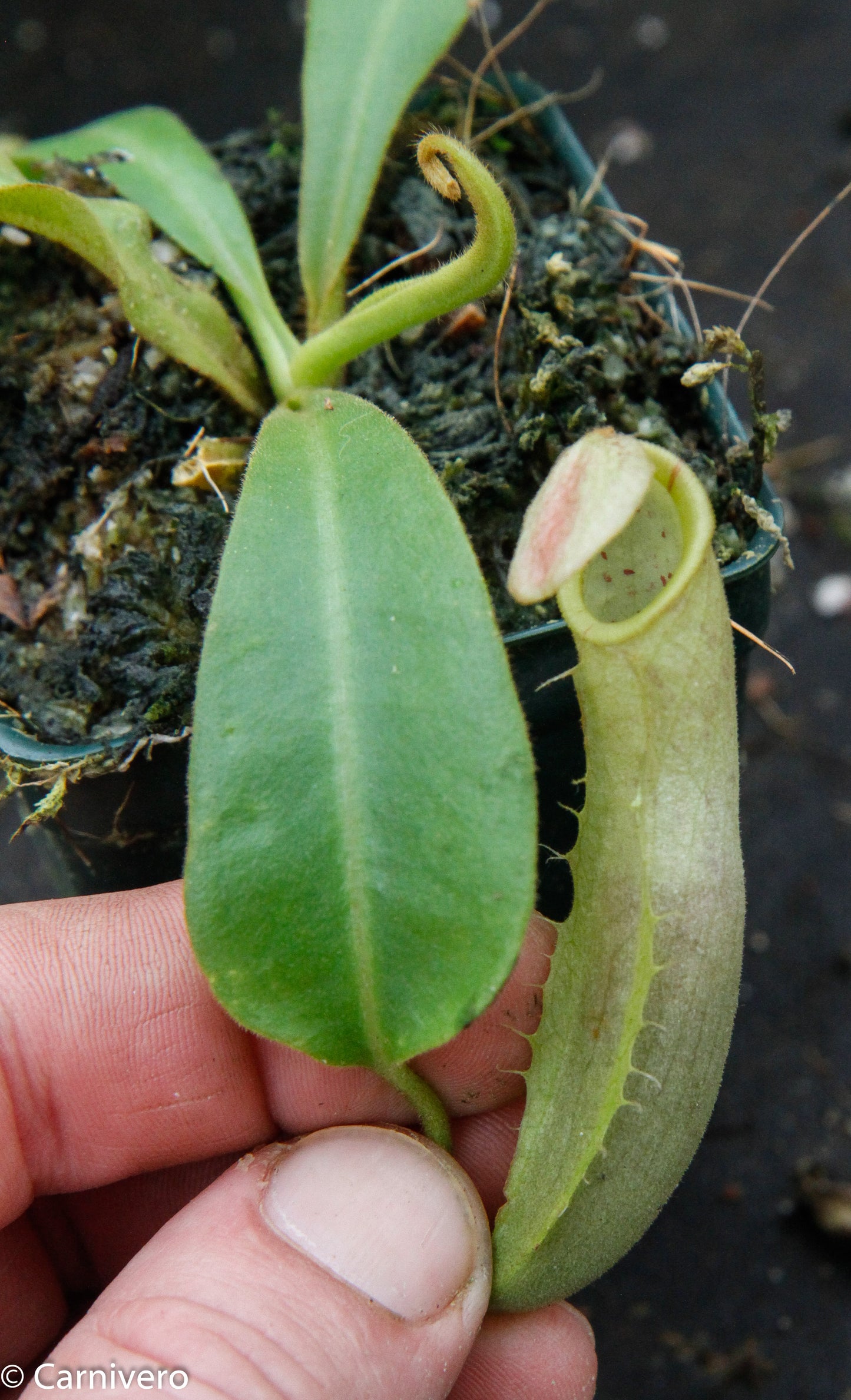 Nepenthes veitchii 