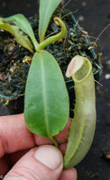 Nepenthes veitchii "Pink"
