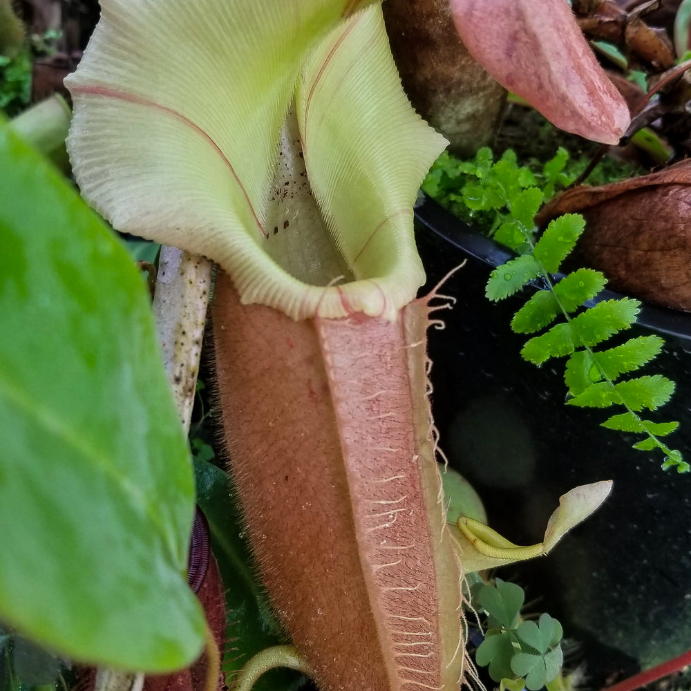 
                      
                        Nepenthes veitchii "Pink"
                      
                    