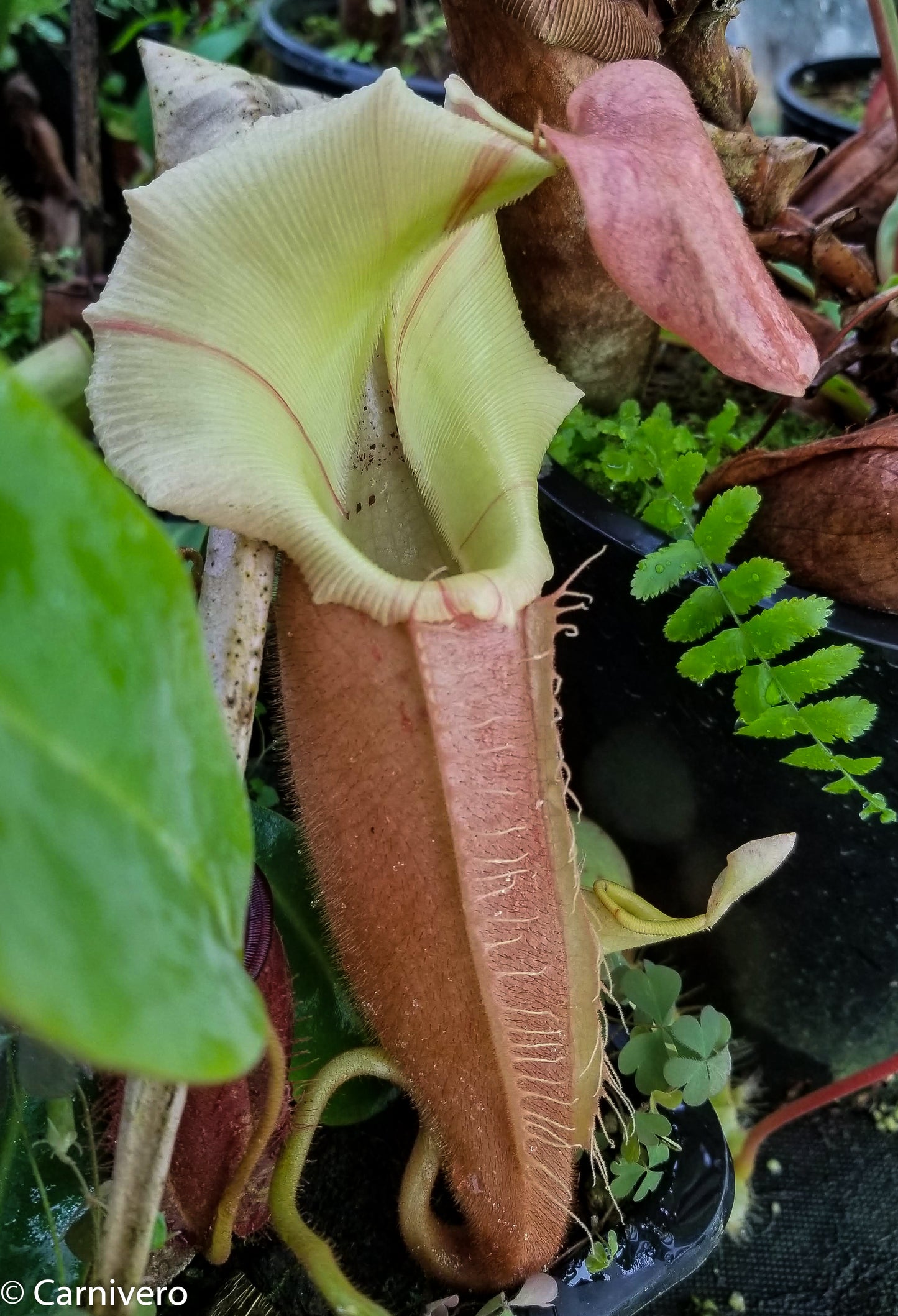 Nepenthes veitchii 