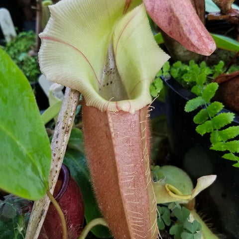 Nepenthes veitchii Pink with a pale greenish cream pitcher and pink lid among other plants