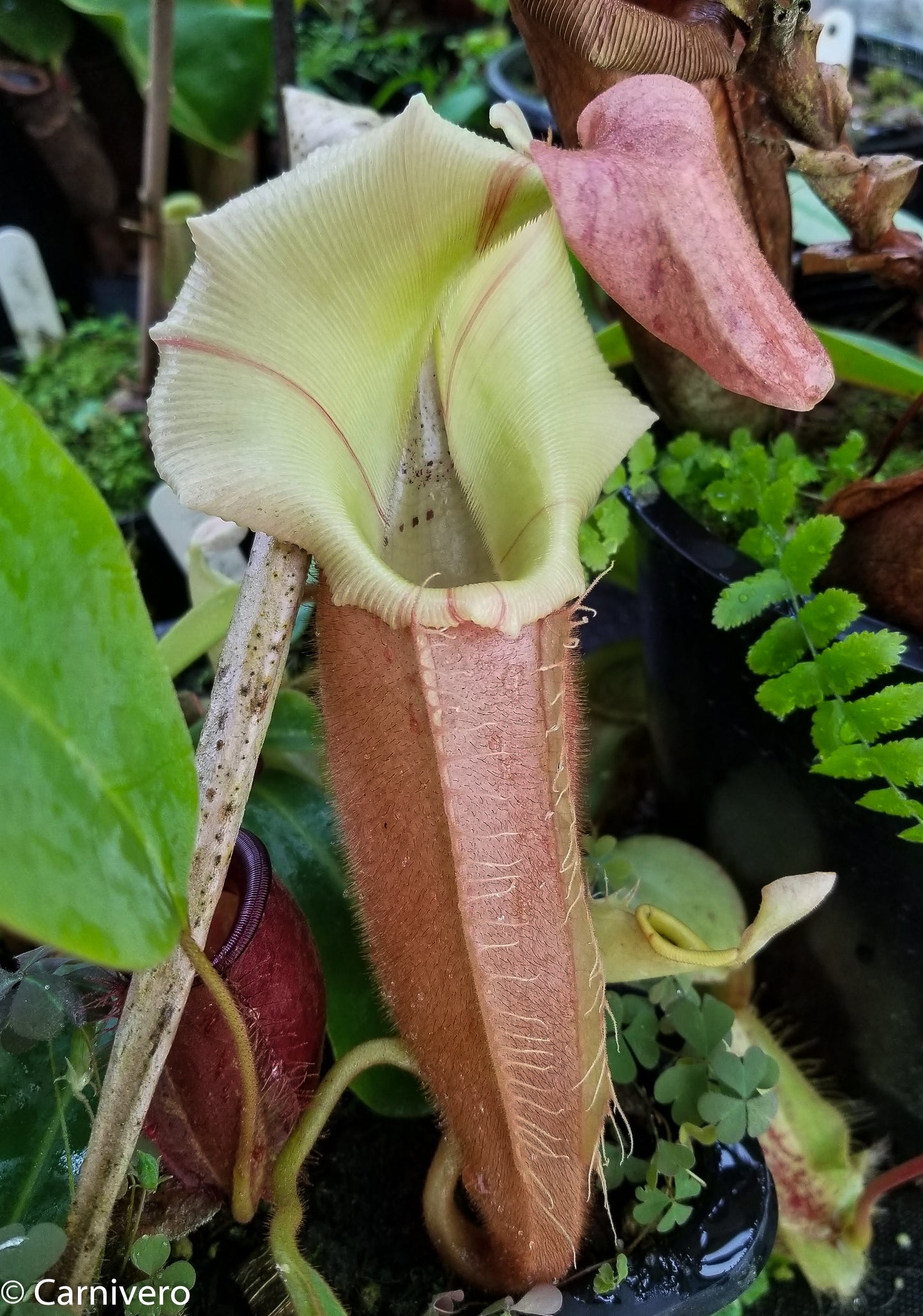 Nepenthes veitchii 