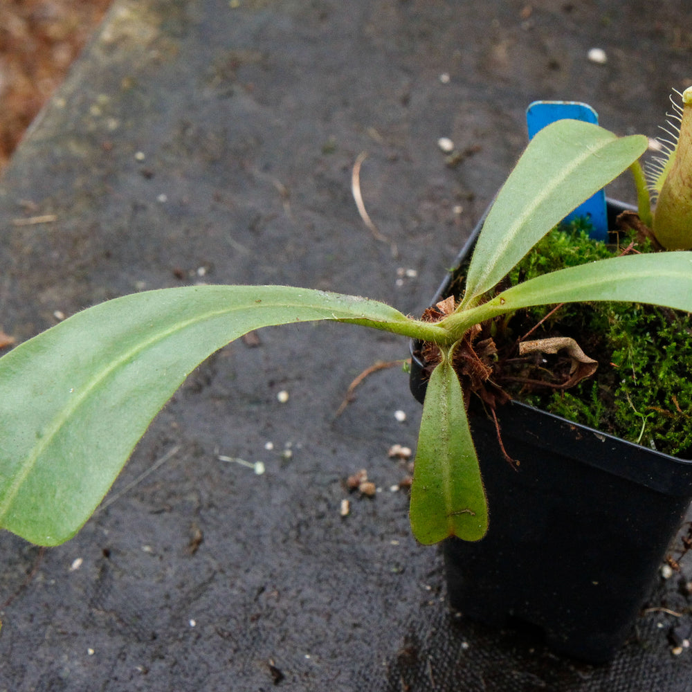 
                      
                        Nepenthes veitchii "Pink"
                      
                    