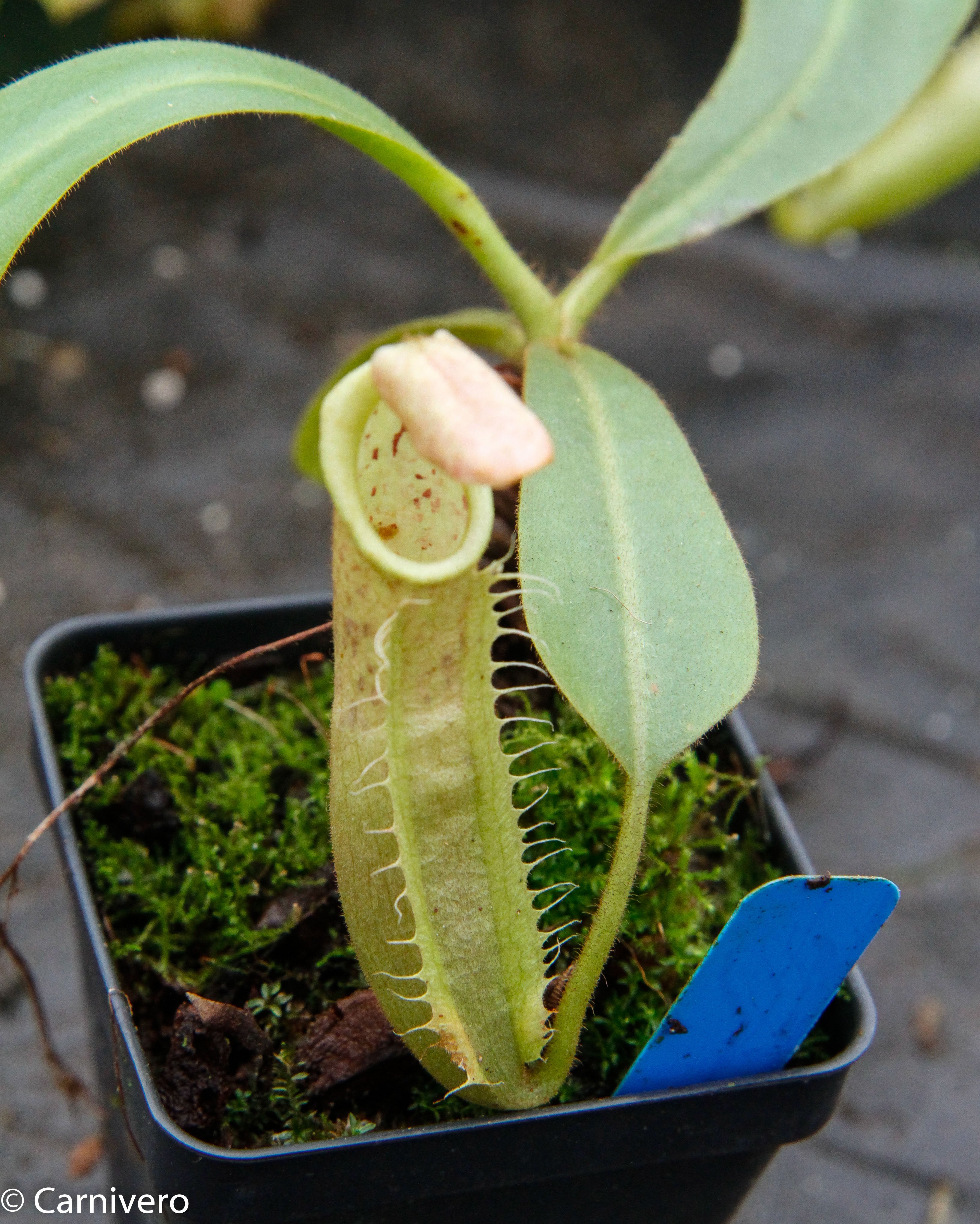 Nepenthes veitchii 
