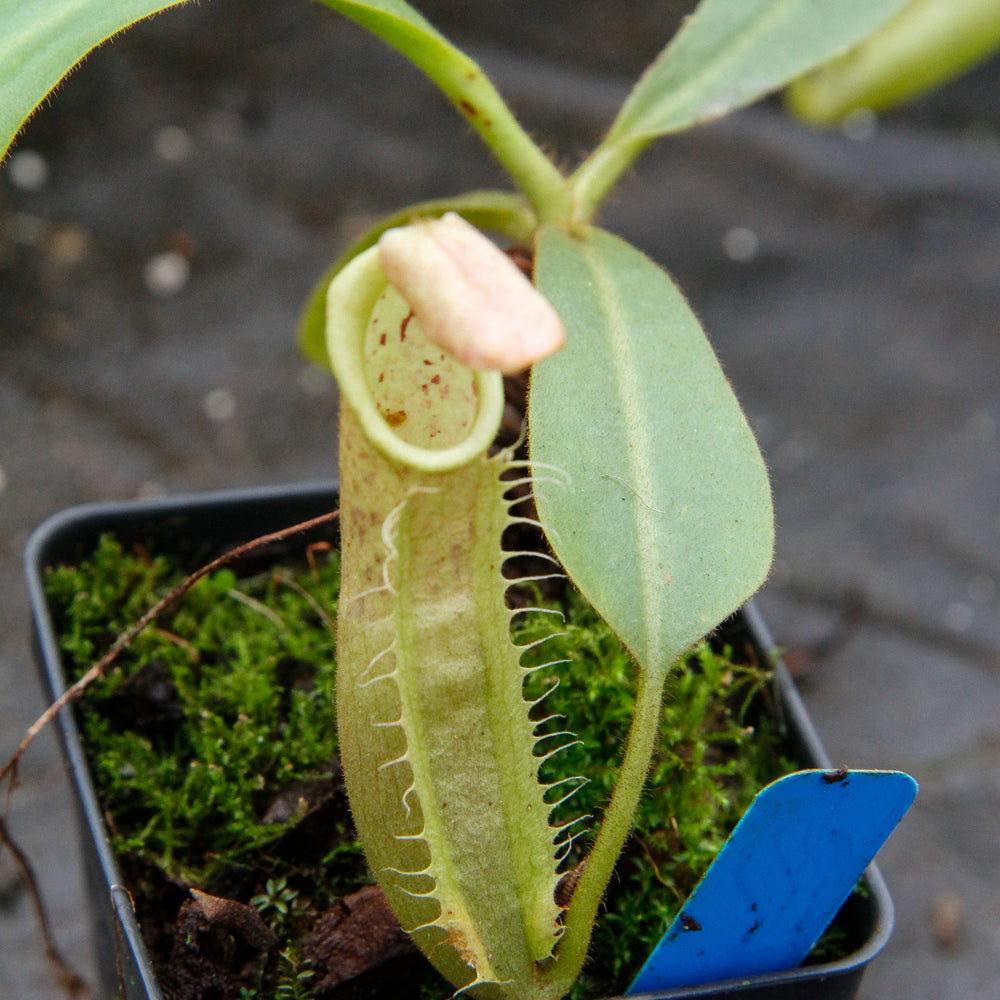 
                      
                        Nepenthes veitchii "Pink"
                      
                    