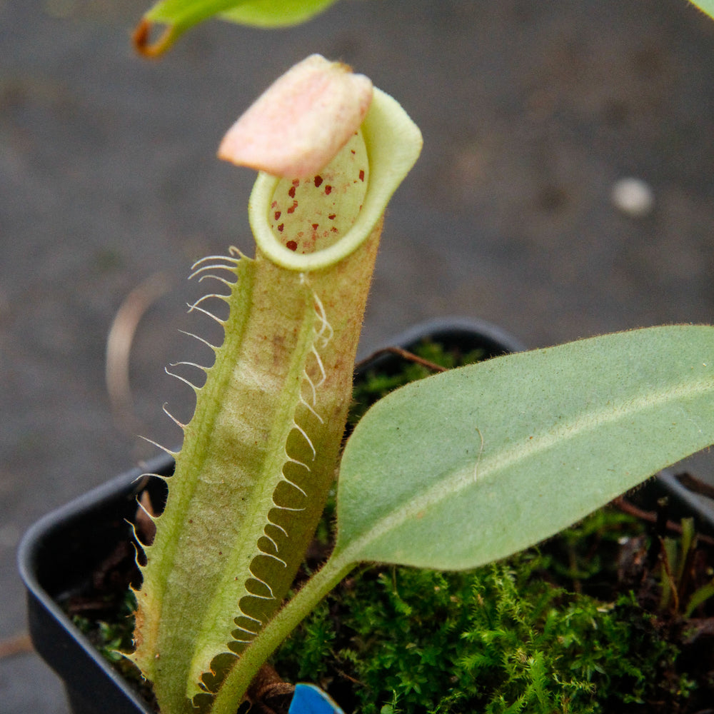 
                      
                        Nepenthes veitchii "Pink"
                      
                    