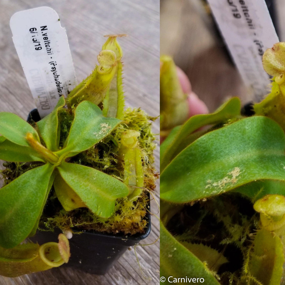 
                      
                        Nepenthes veitchii ("Psychedelic" x "Pink Candy Cane"), CAR-0126
                      
                    