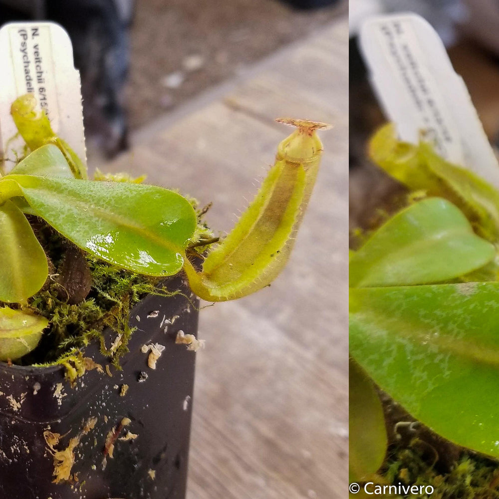 
                      
                        Nepenthes veitchii ("Psychedelic" x "Pink Candy Cane"), CAR-0126
                      
                    