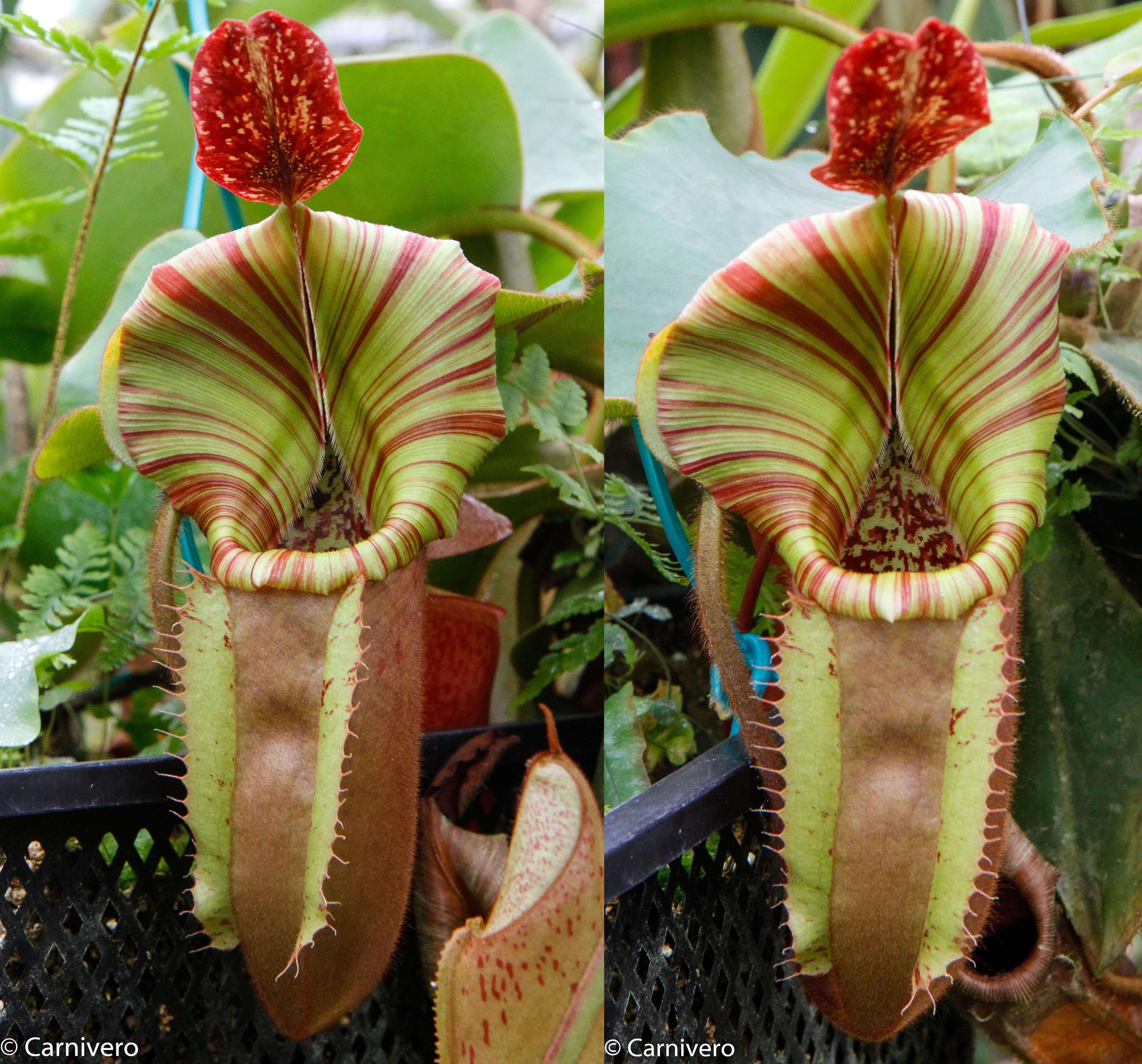 Nepenthes veitchii (selected clones) – Carnivero