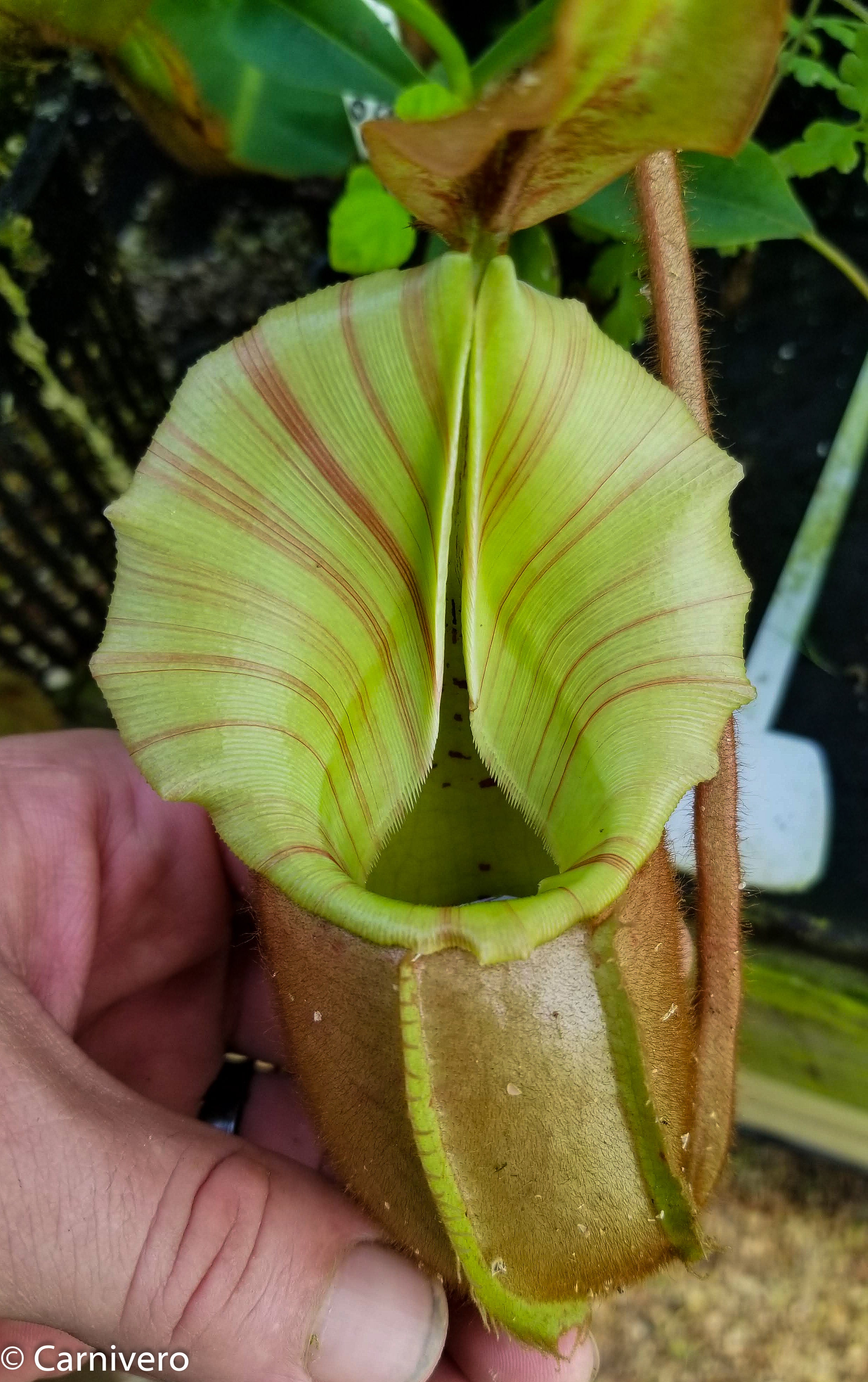 Nepenthes veitchii (selected clones) – Carnivero