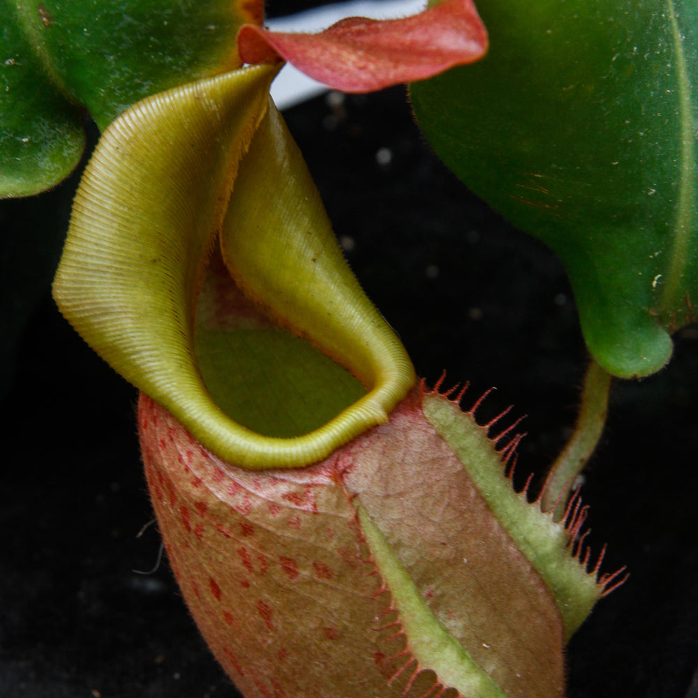 
                      
                        Nepenthes veitchii (m)
                      
                    