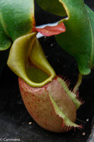 Nepenthes veitchii (m)
