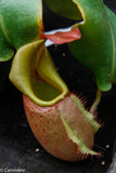 Nepenthes veitchii (m)