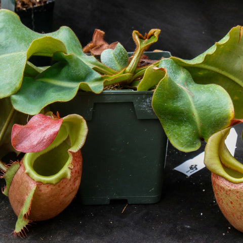 Nepenthes veitchii m plant with broad green leaves and pinkish red speckled pitchers