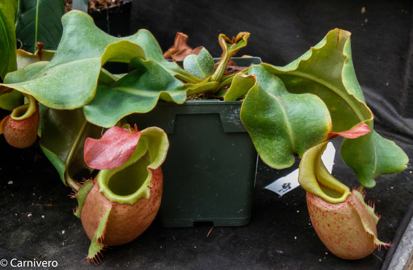 Nepenthes veitchii (m)