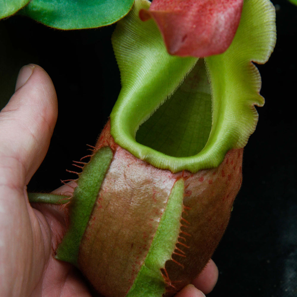 
                      
                        Nepenthes veitchii (m)
                      
                    
